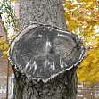 Дух дерева